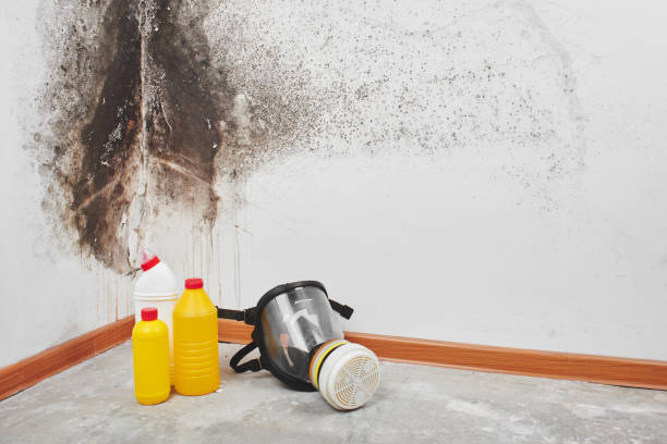 Professional Mold Remediation in Salton City, CA