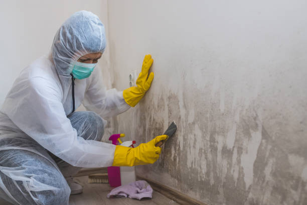 Best Black Mold Remediation in Salton City, CA
