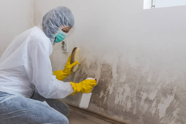 Best Attic Mold Remediation in Salton City, CA