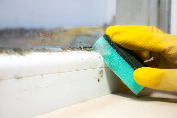 Best Industrial Mold Remediation in Salton City, CA