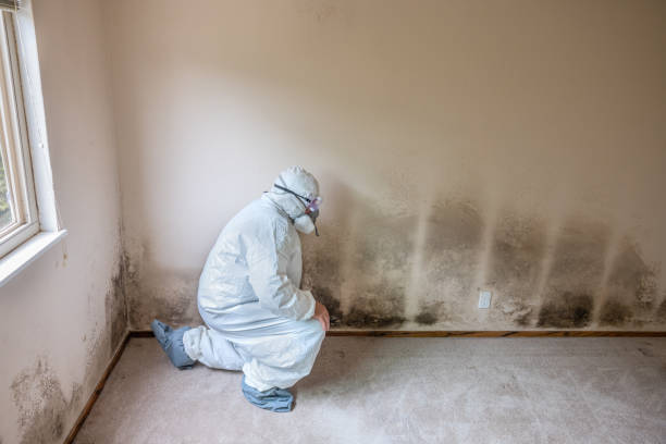 Best Post-Flood Mold Remediation in Salton City, CA