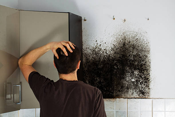 Best Emergency Mold Remediation in Salton City, CA