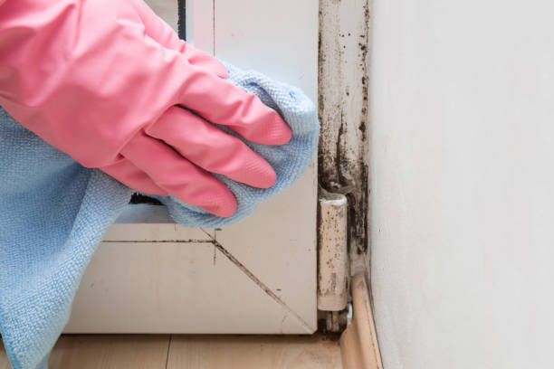 Best White Mold Remediation in Salton City, CA